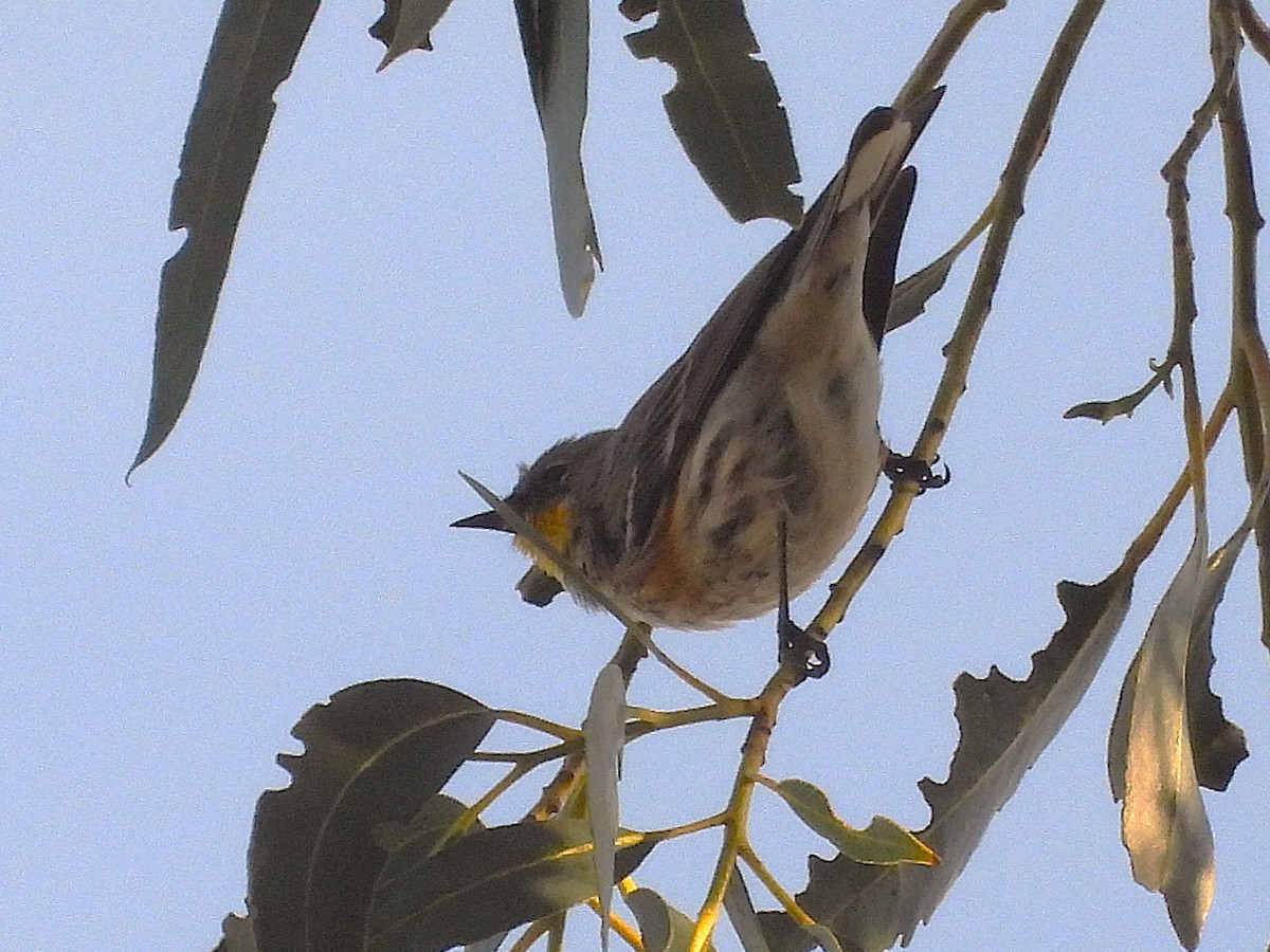 Anna's Hummingbird - ML647217464