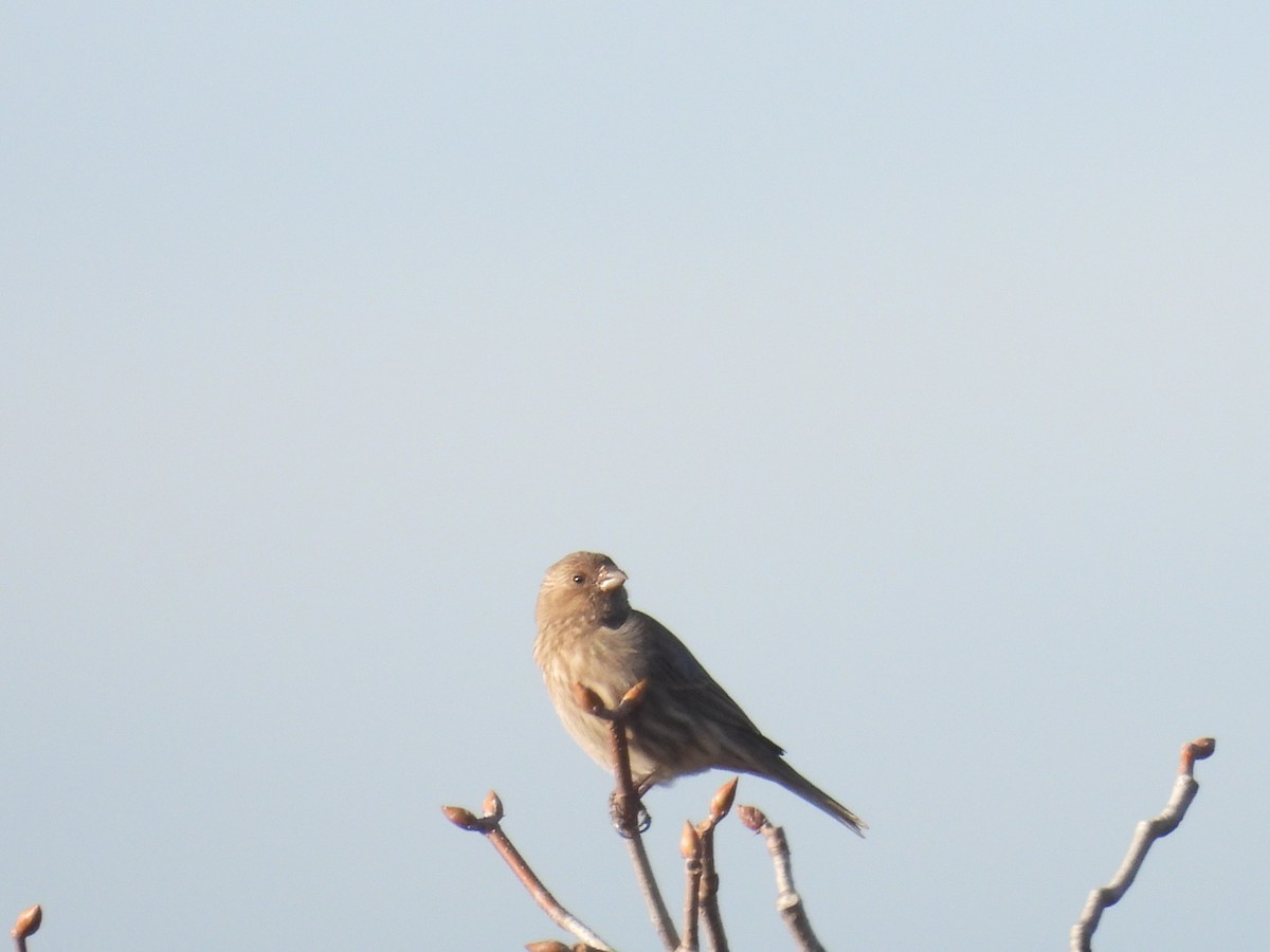 Anna's Hummingbird - ML647217465