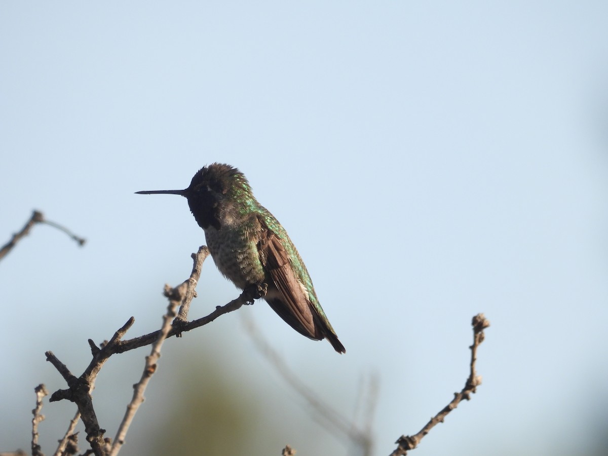 Anna's Hummingbird - ML647217466