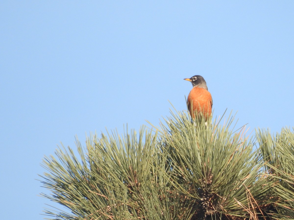 Anna's Hummingbird - ML647217467