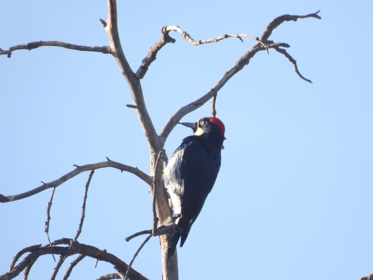 Anna's Hummingbird - ML647217468