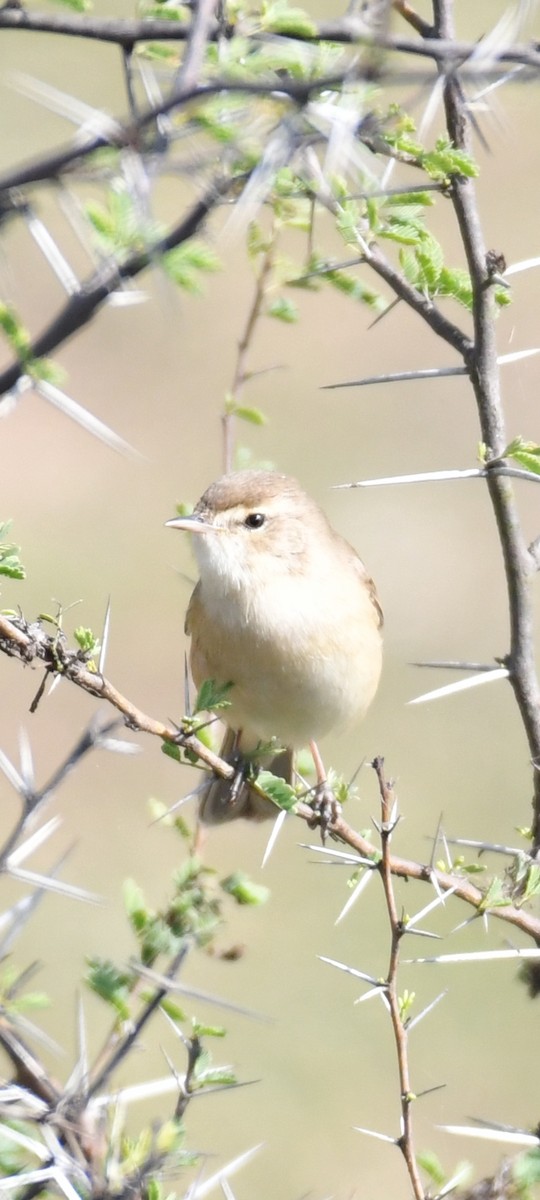 Blyth's Reed Warbler - ML647217470