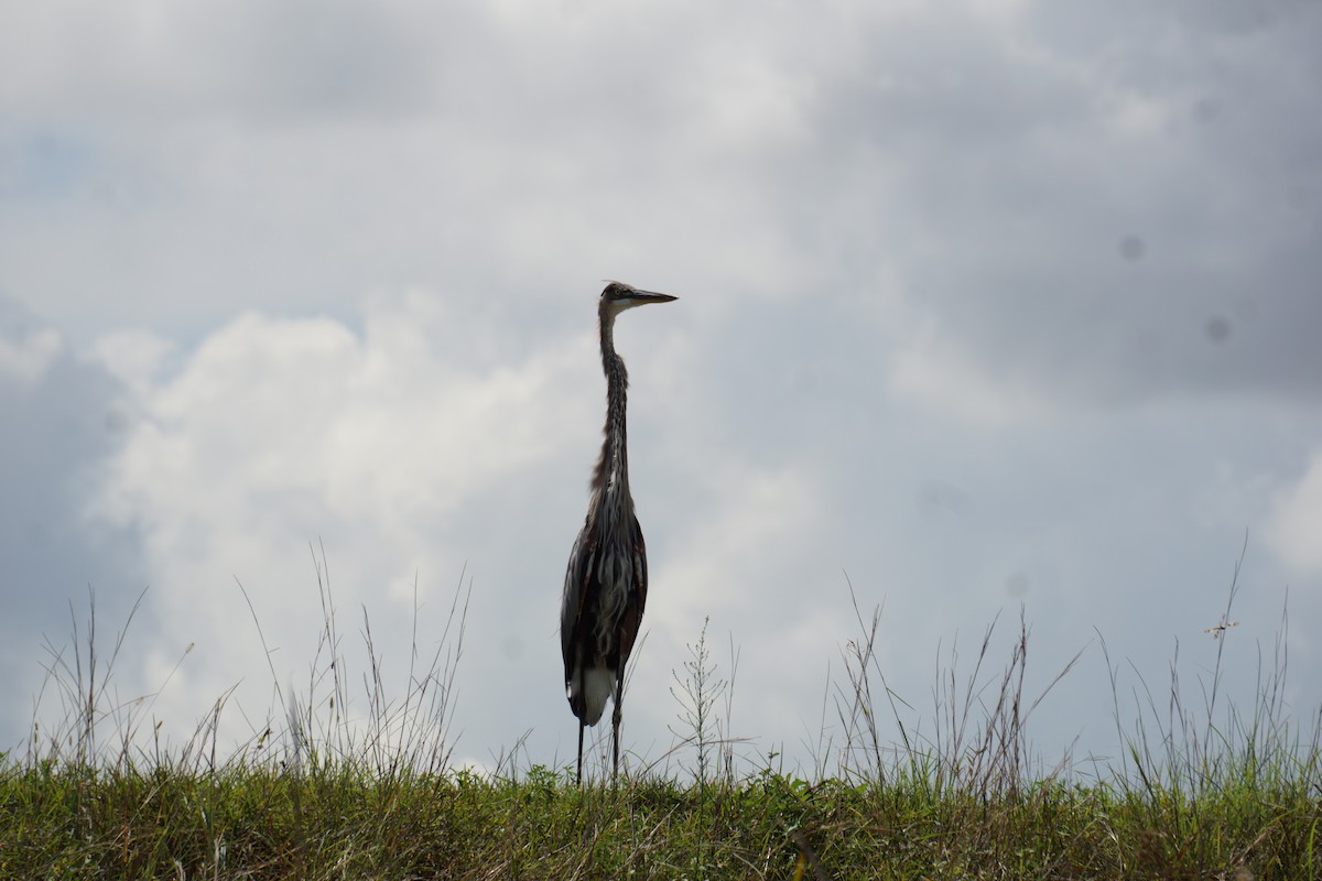 Great Blue Heron - ML647217472
