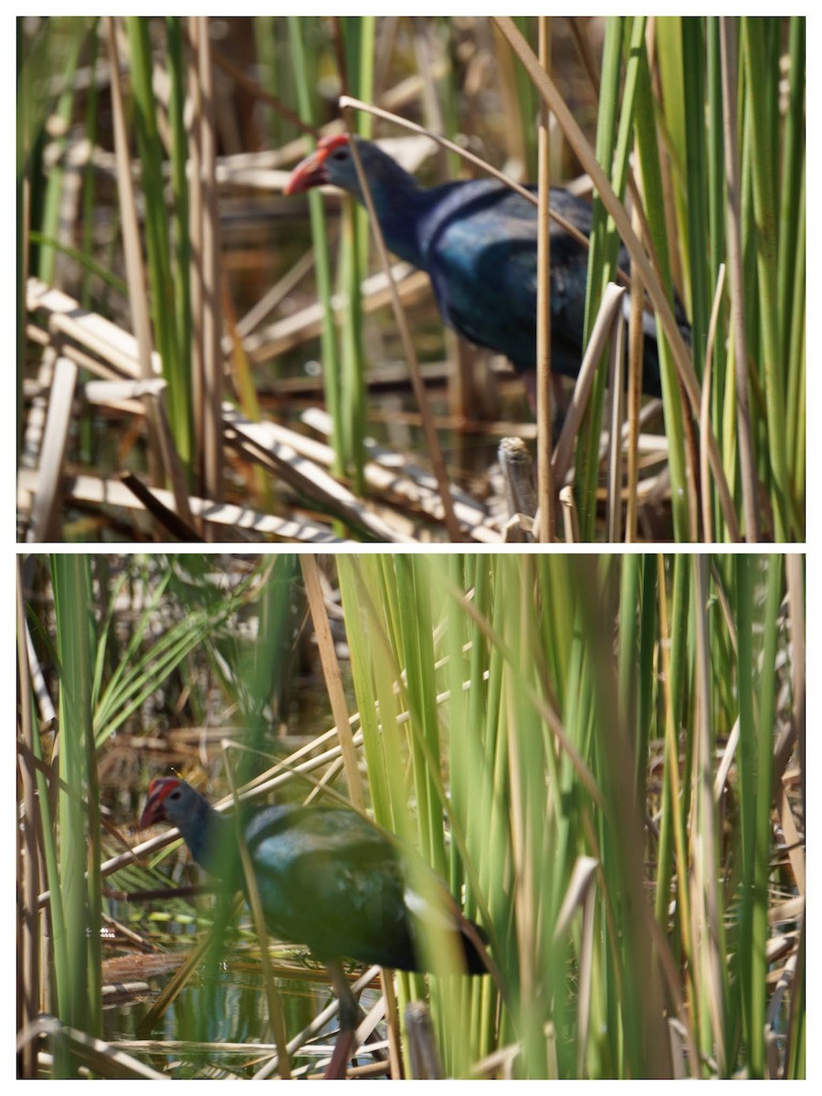 Gray-headed Swamphen - ML647217473