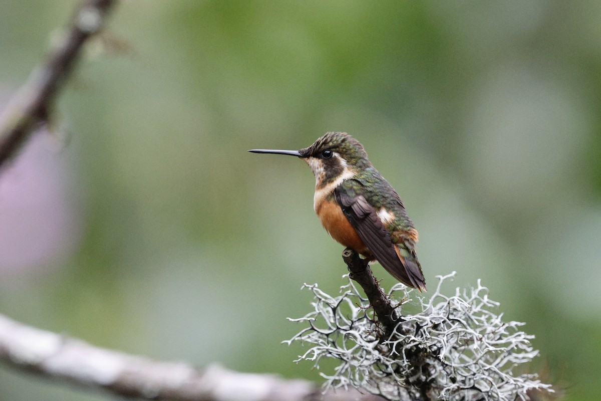 Purple-throated Woodstar - ML647217474