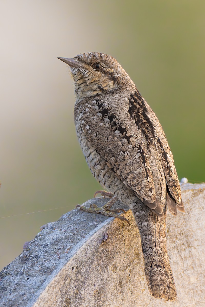 vendehals - ML647217477