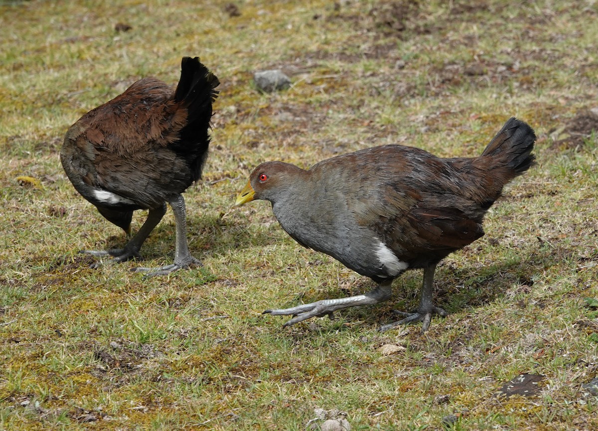 tasmansivhøne - ML647217478