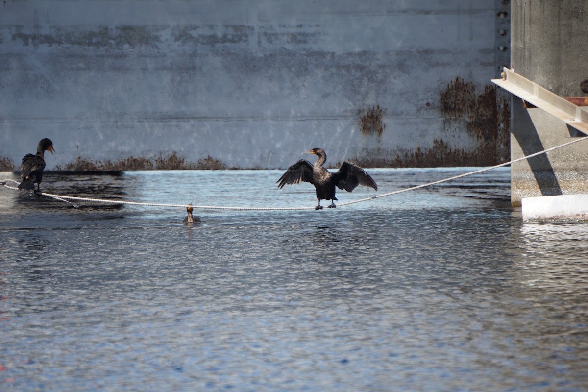 totoppskarv - ML647217479