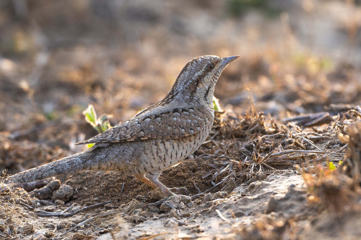 vendehals - ML647217482