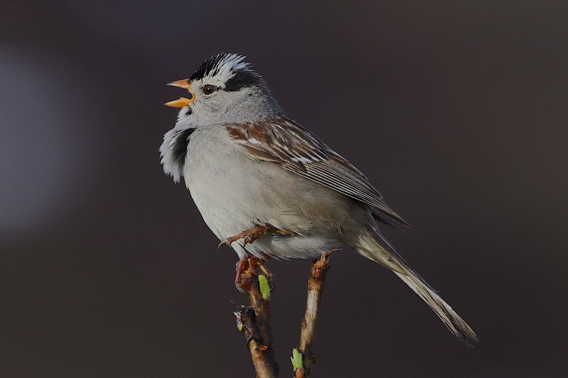 hvitkronespurv (gambelii) - ML647217483