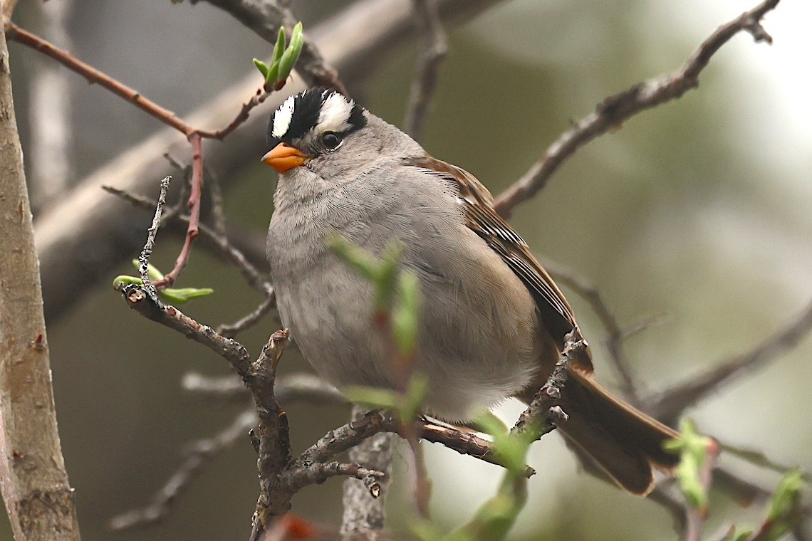 hvitkronespurv (gambelii) - ML647217484