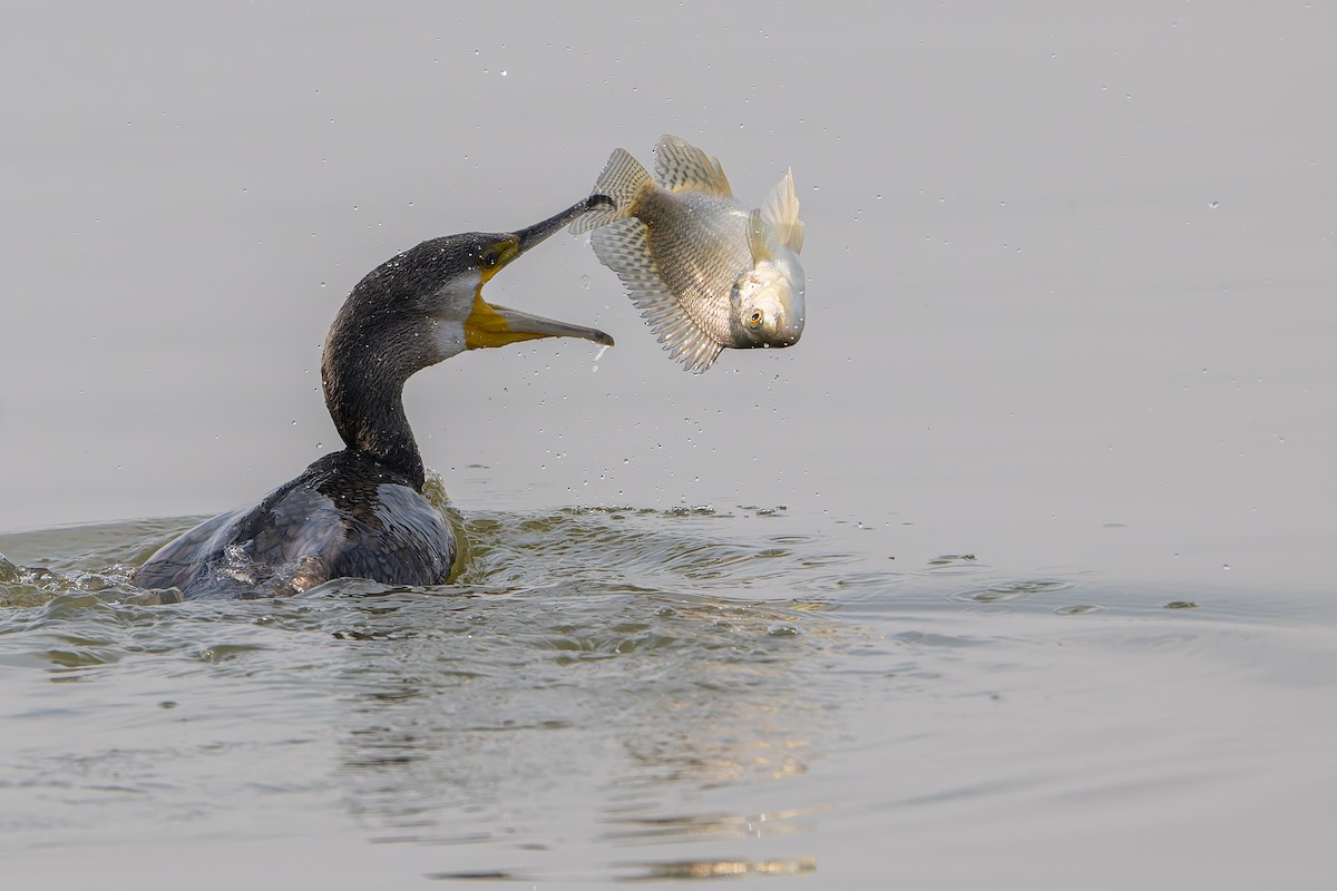 storskarv - ML647217485