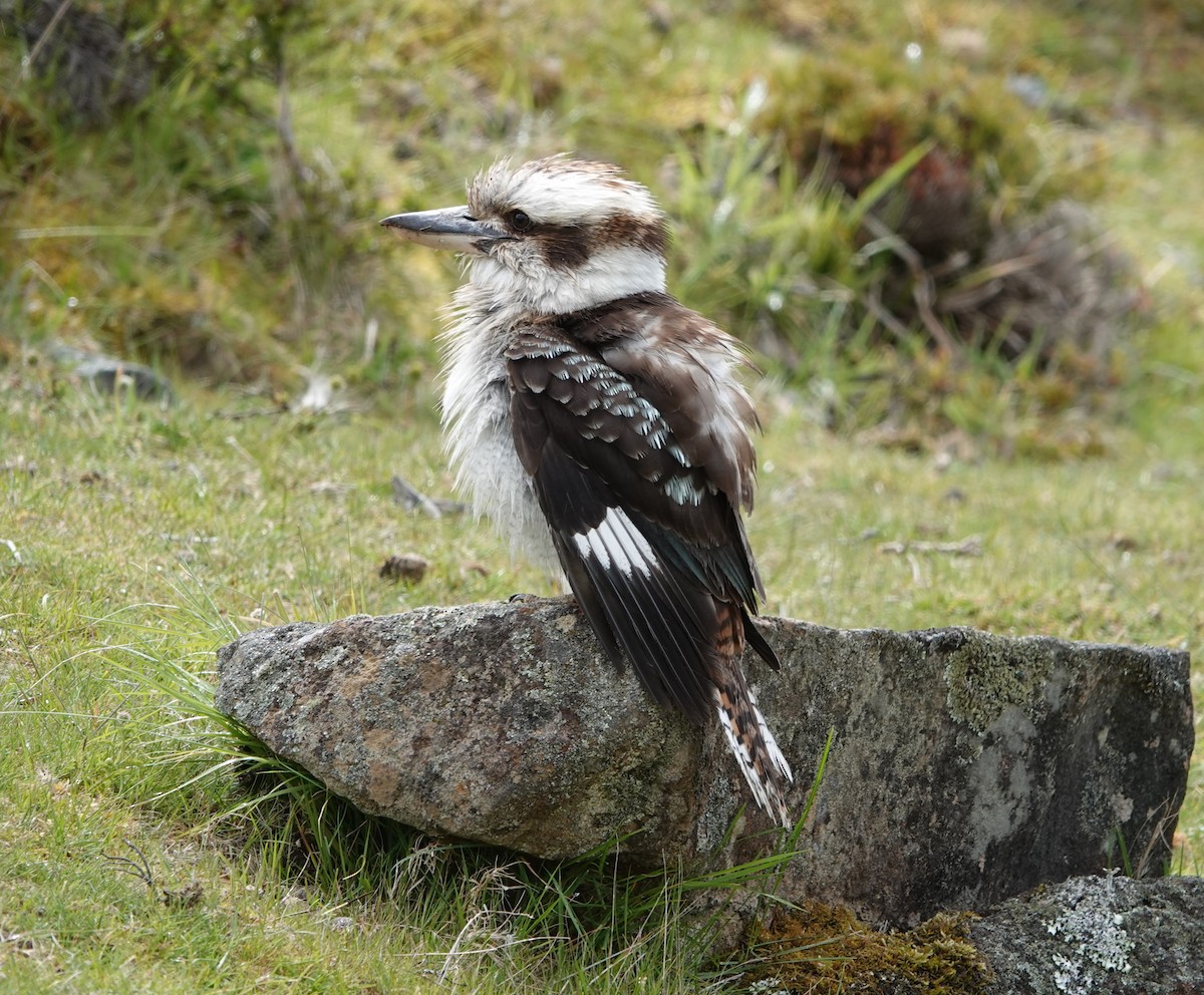 latterkokaburra - ML647217486