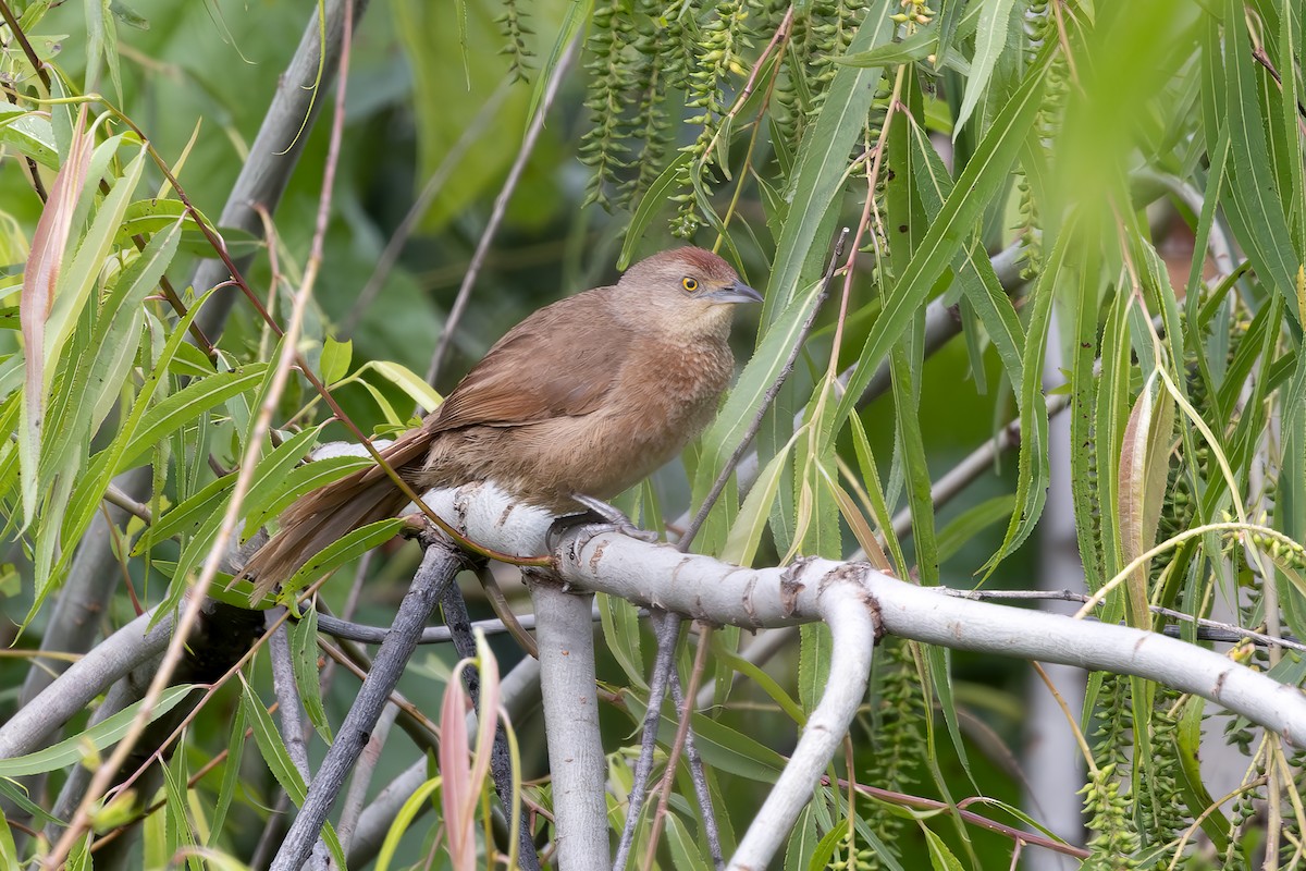 smussbrysttornfugl - ML647217487