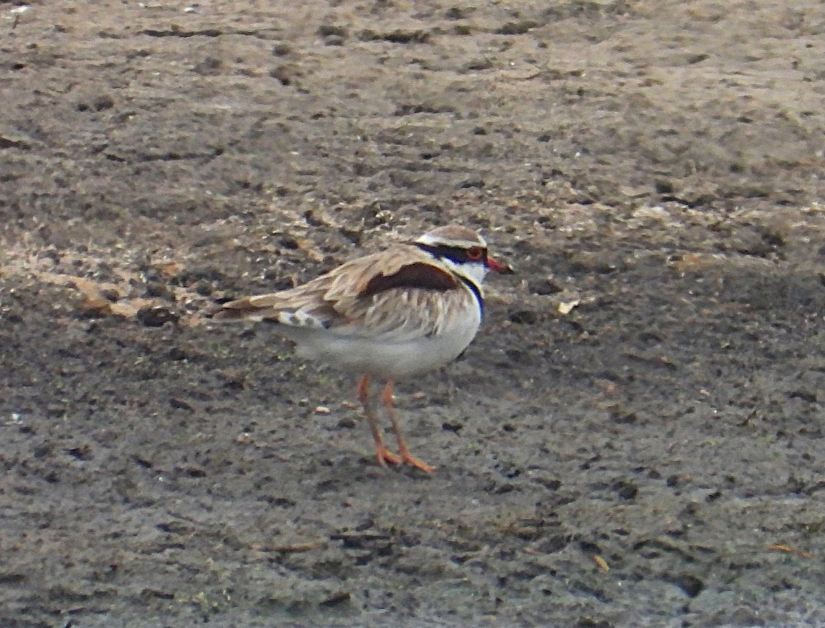 brunskulderlo - ML647217488