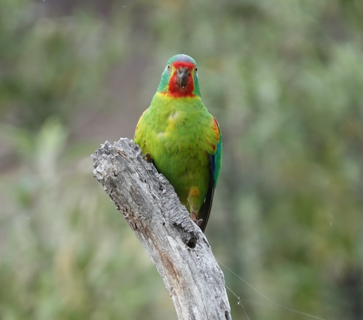 svaleparakitt - ML647217491