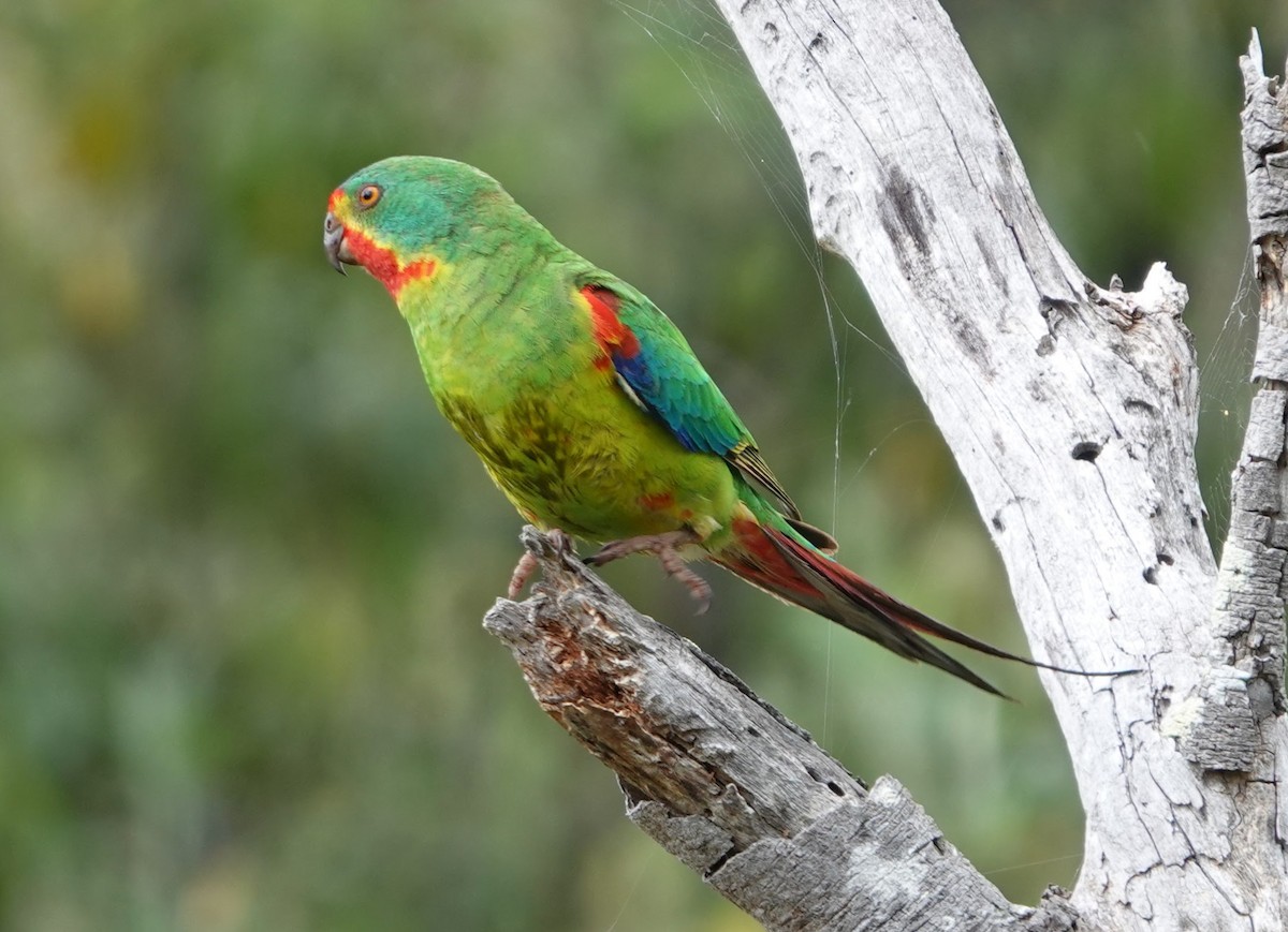 svaleparakitt - ML647217492