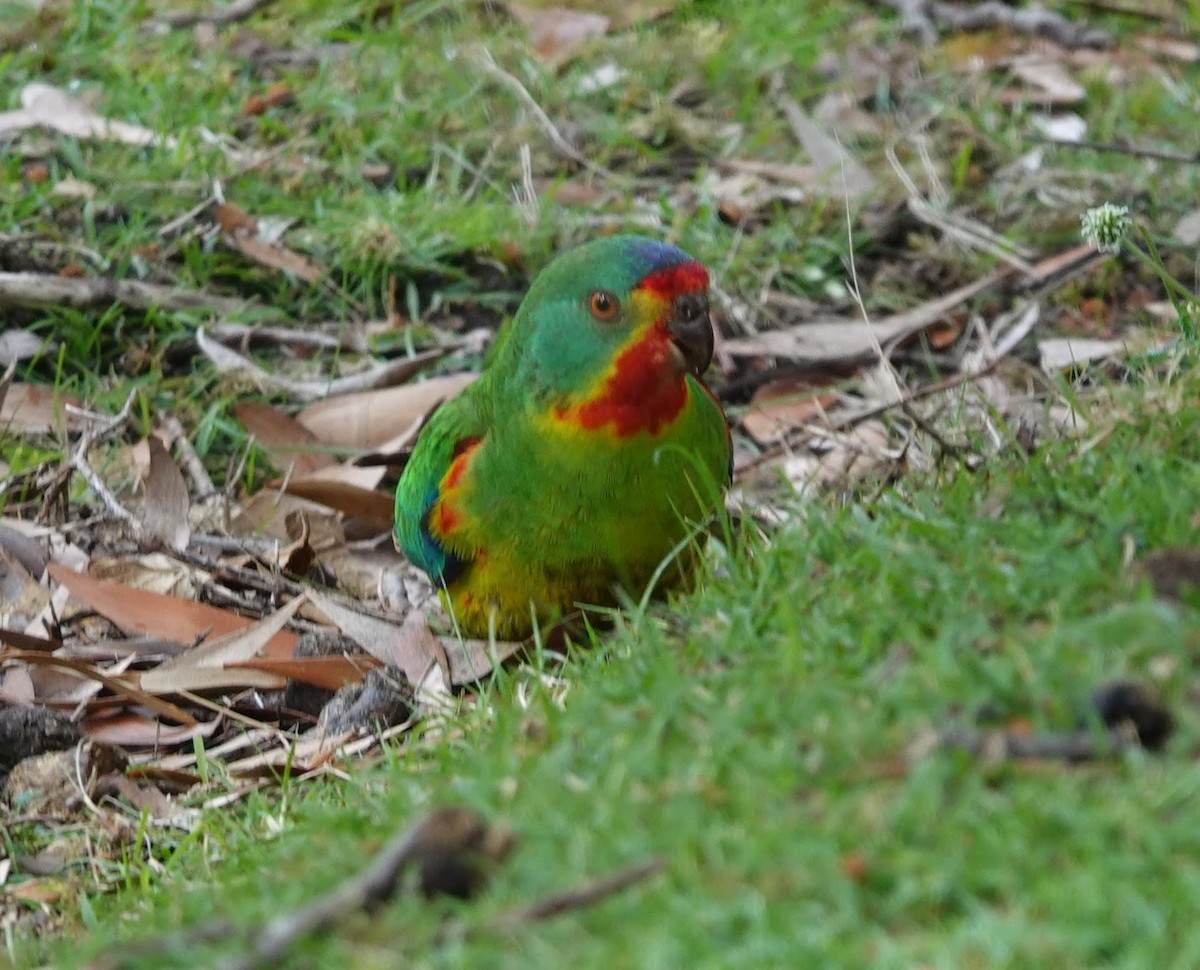 svaleparakitt - ML647217493