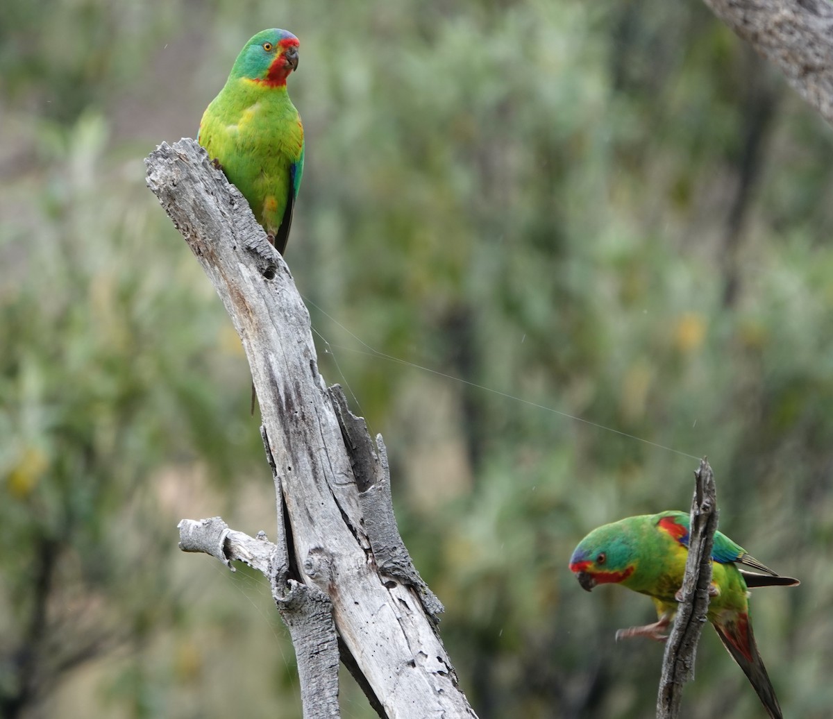 svaleparakitt - ML647217494