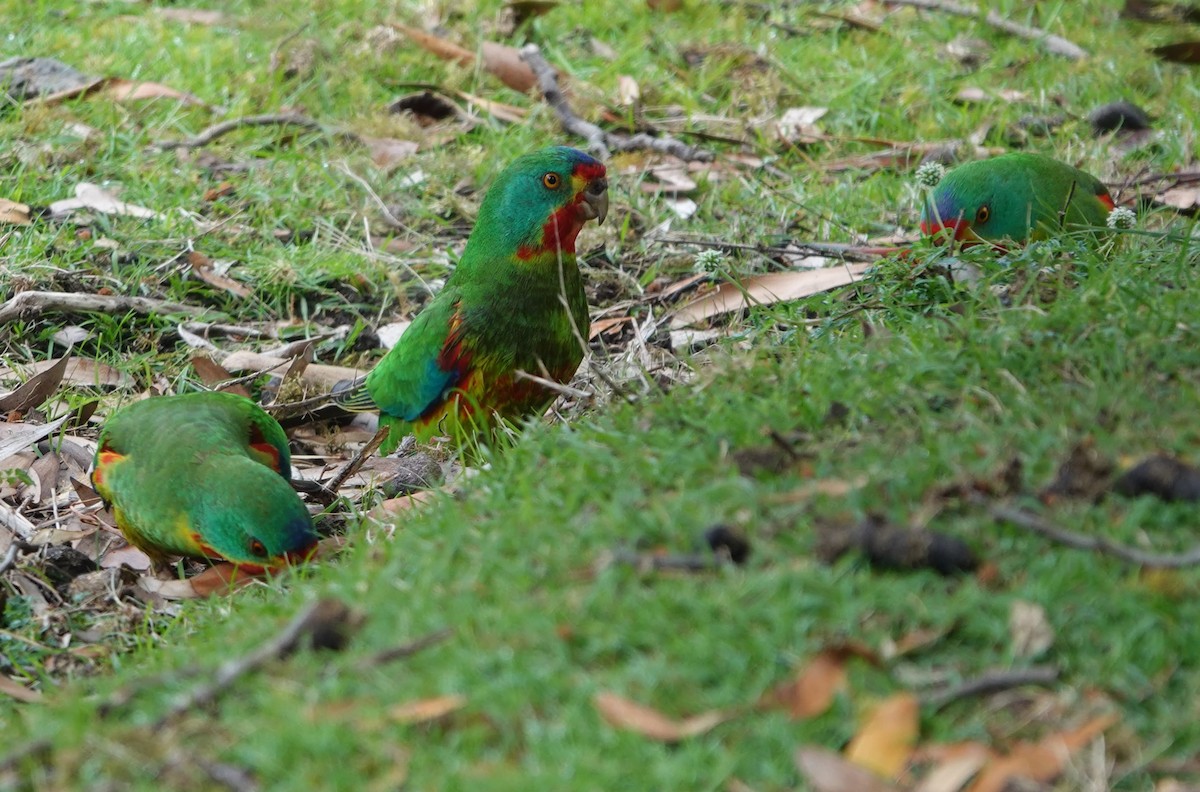 svaleparakitt - ML647217495