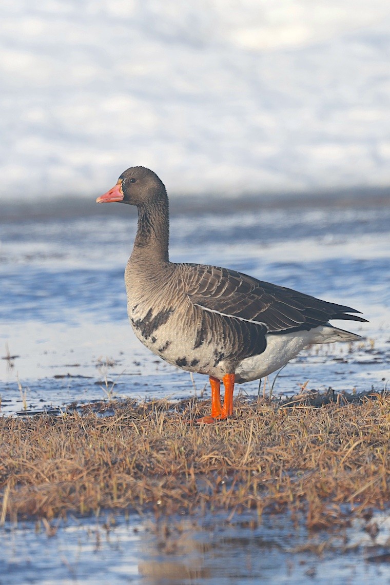 tundragås (gambelli/sponsa) - ML647217496