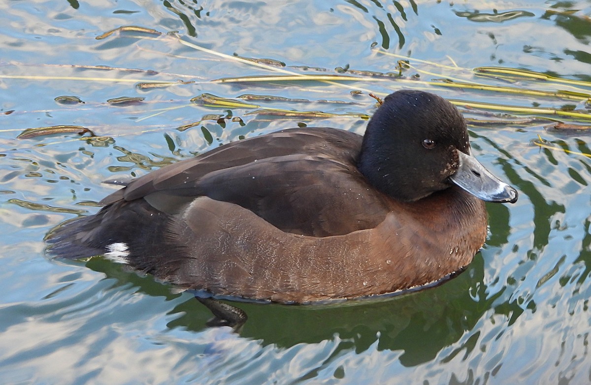 Aythya sp. - ML647217497