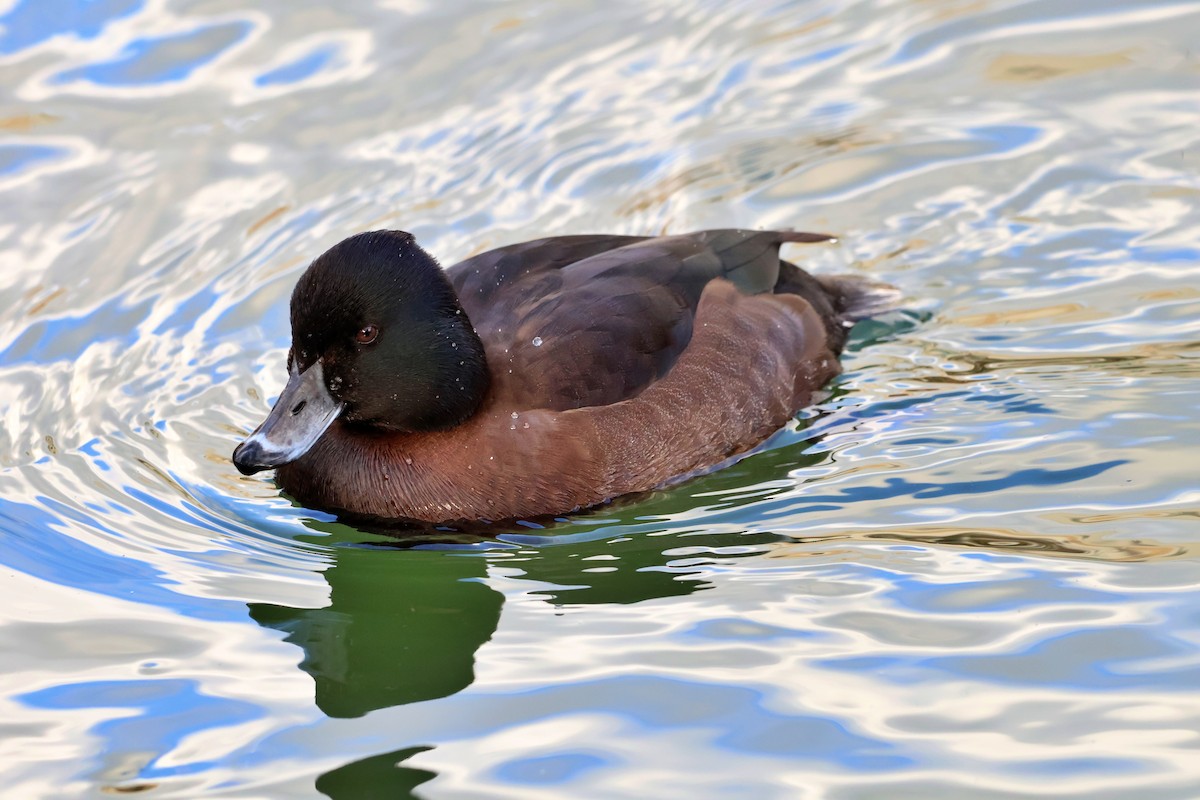 Aythya sp. - ML647217498