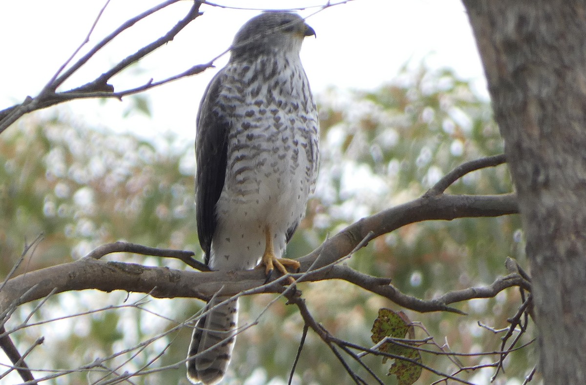 askehauk - ML647217500