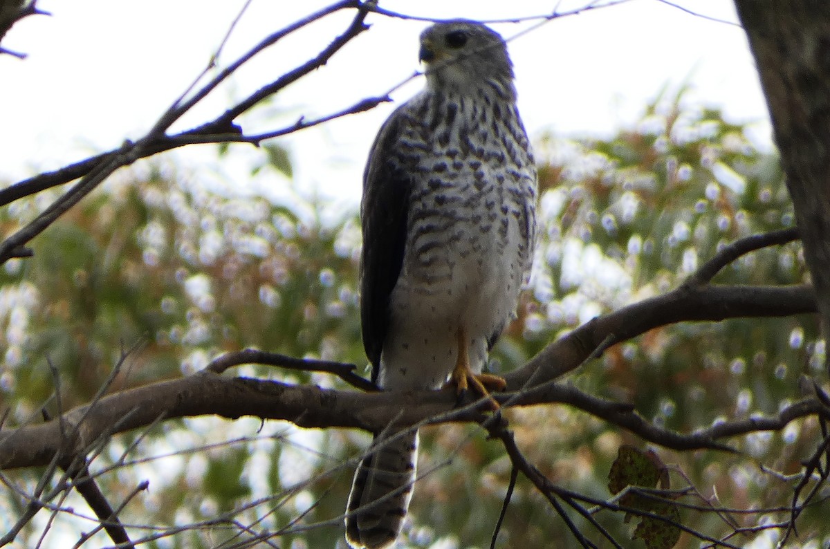 askehauk - ML647217501