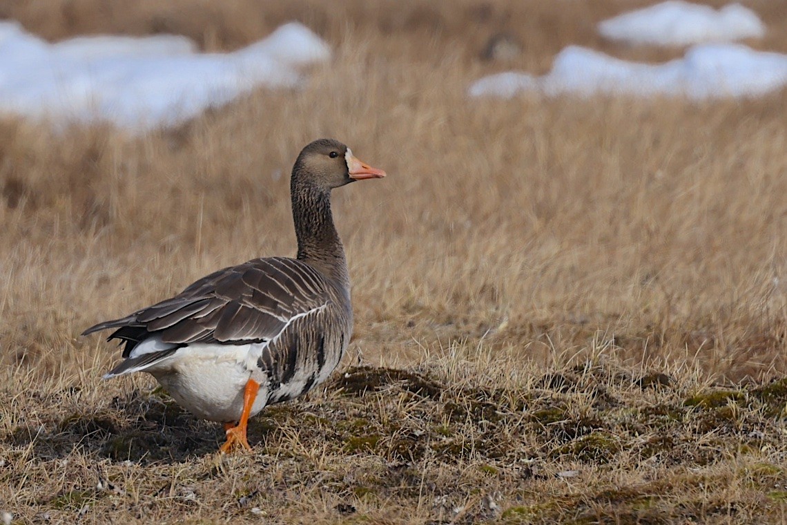 tundragås (gambelli/sponsa) - ML647217504