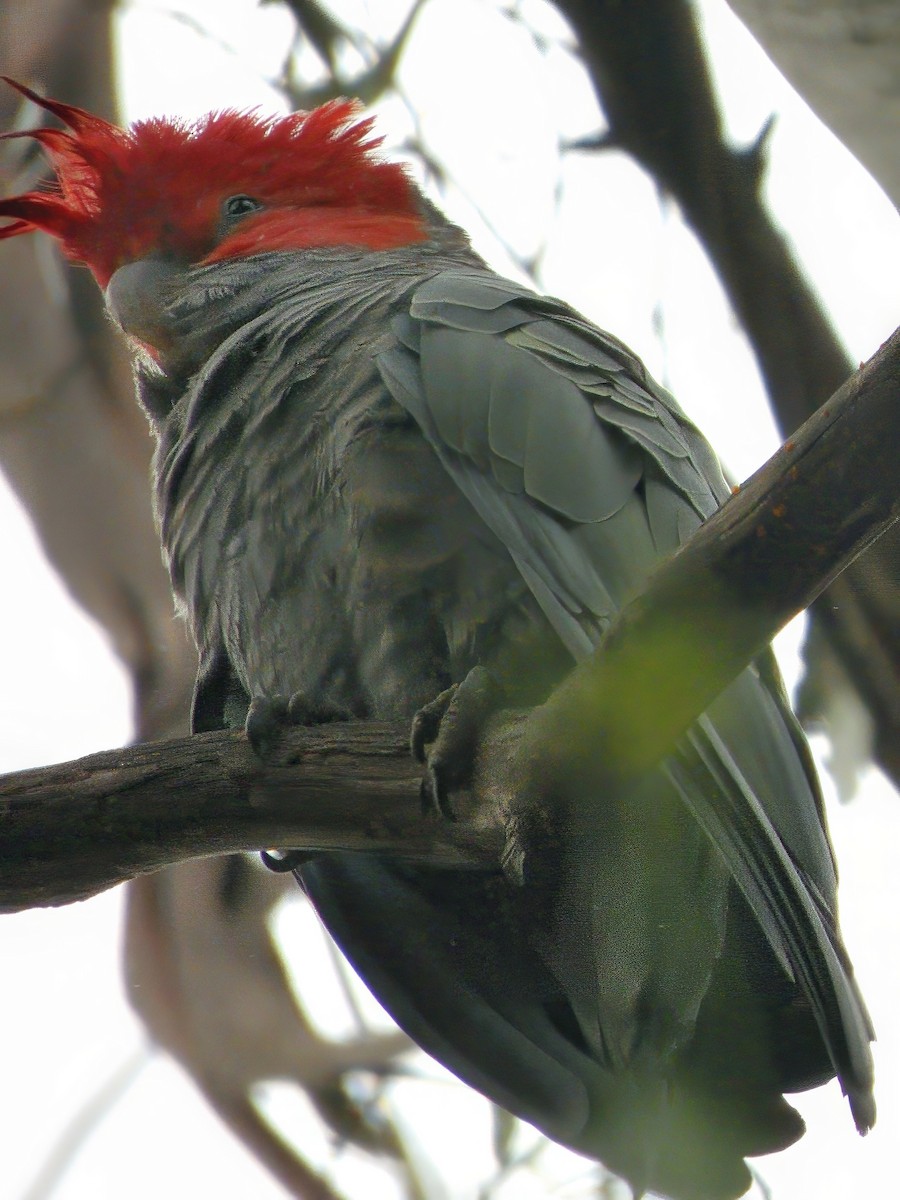 Gang-gang Cockatoo - ML647217505