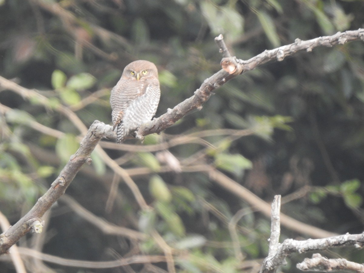 Jungle Owlet - ML647217510