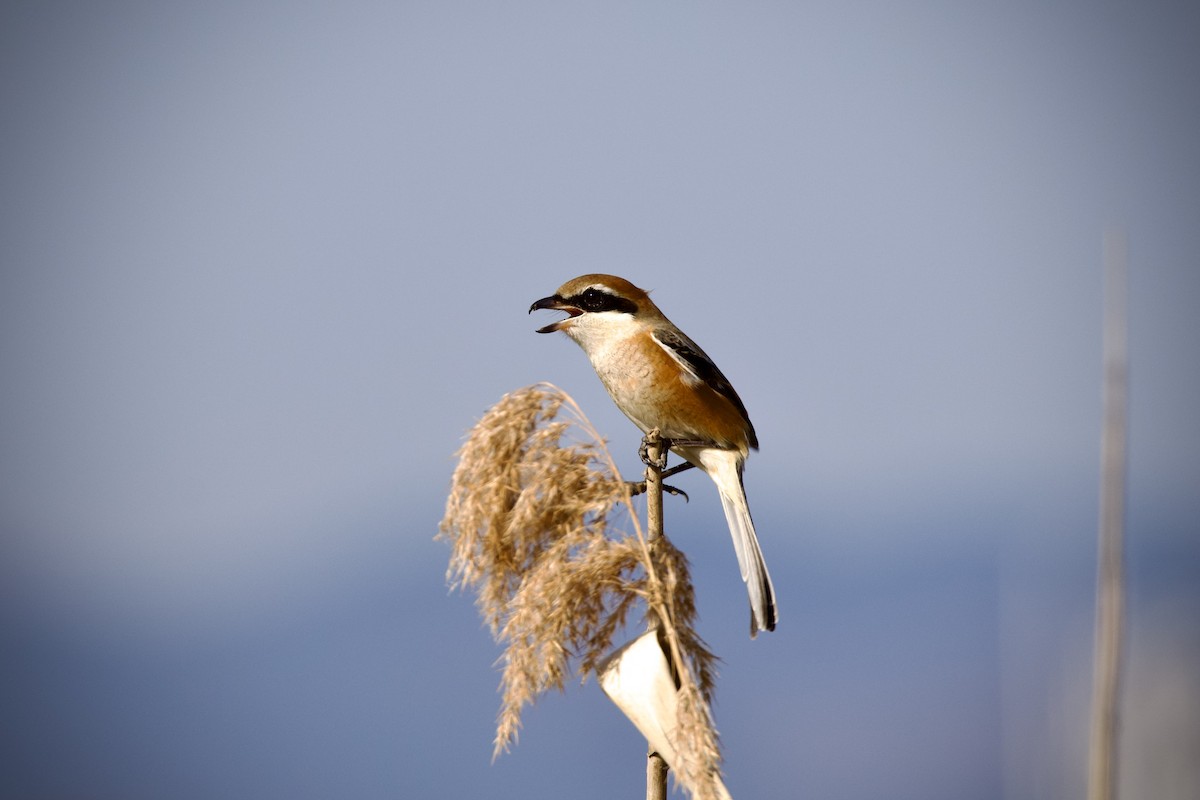 Bull-headed Shrike - ML647217512