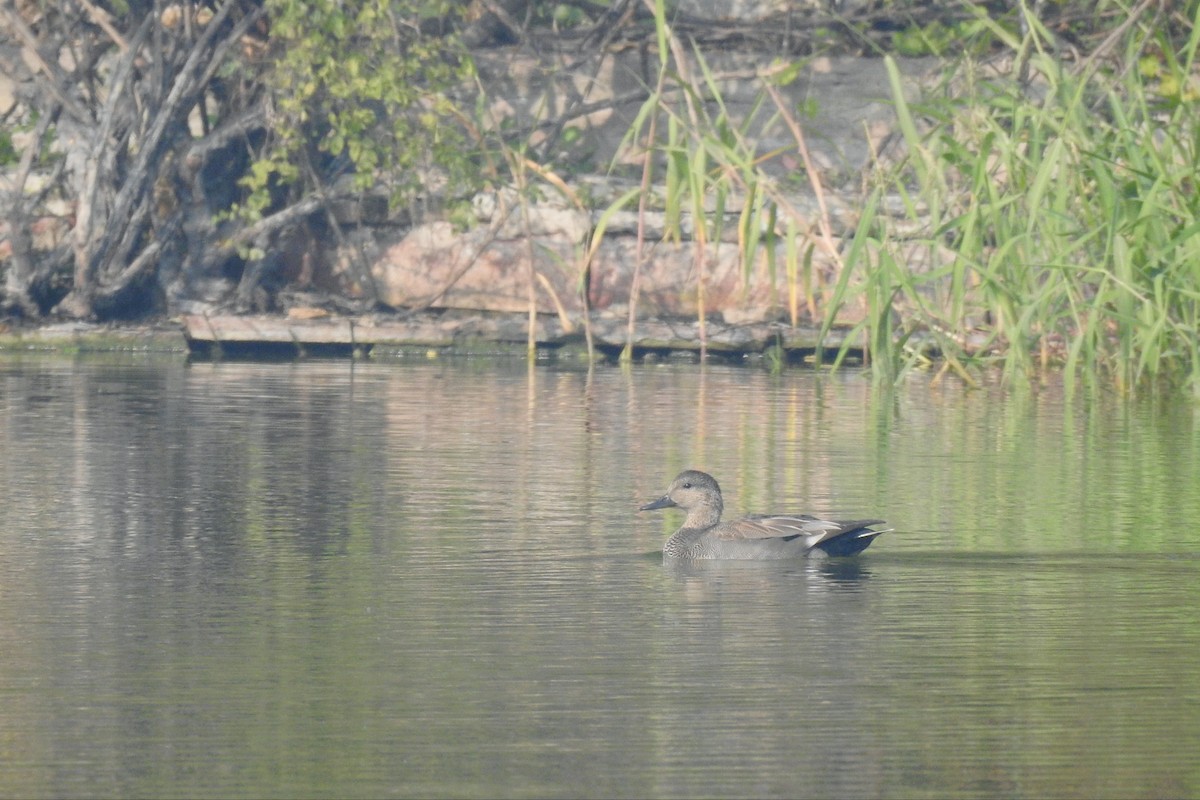 Gadwall - ML647217513