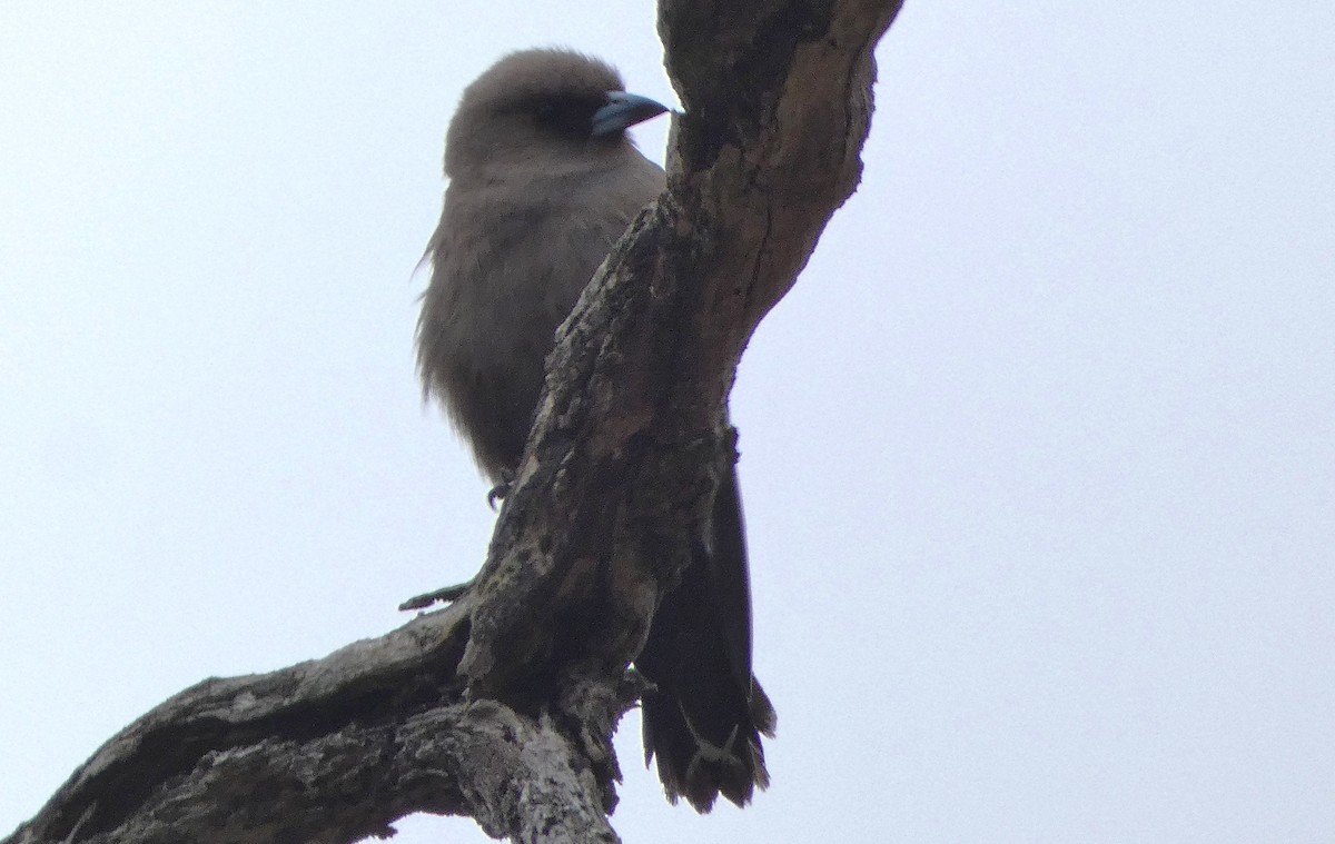 Dusky Woodswallow - ML647217514