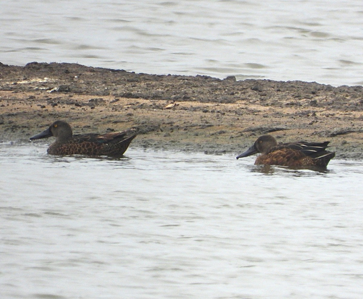 Australasian Shoveler - ML647217517