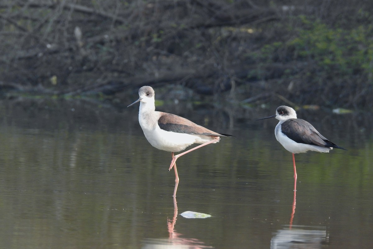 Black-winged Stilt - ML647217518