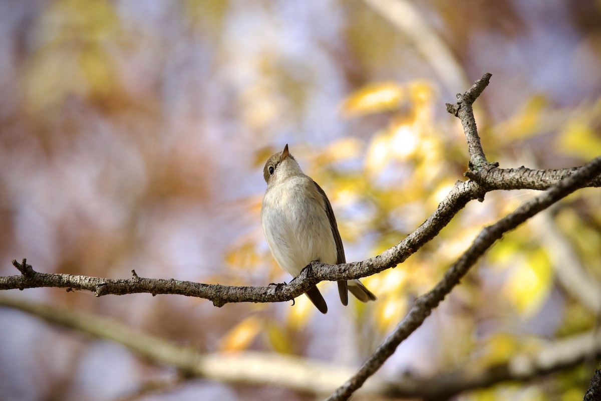 Малая мухоловка - ML647217519