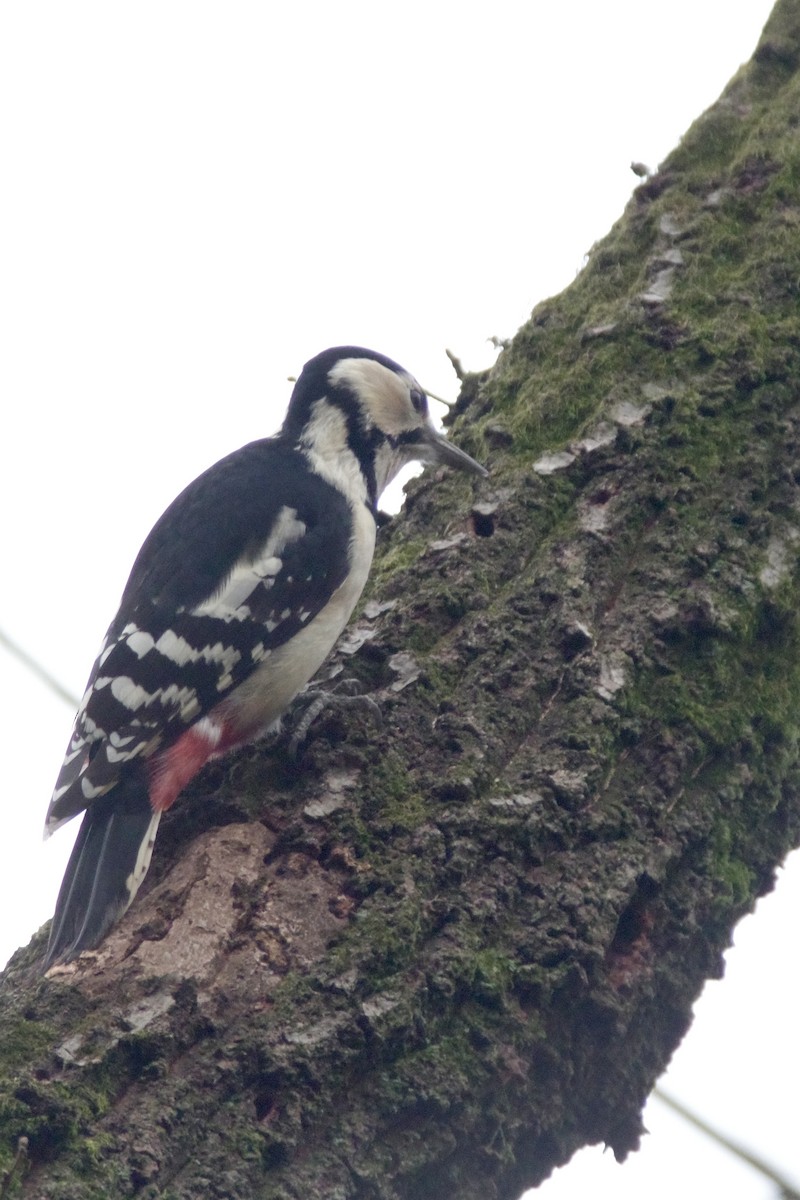 Great Spotted Woodpecker - ML647217520