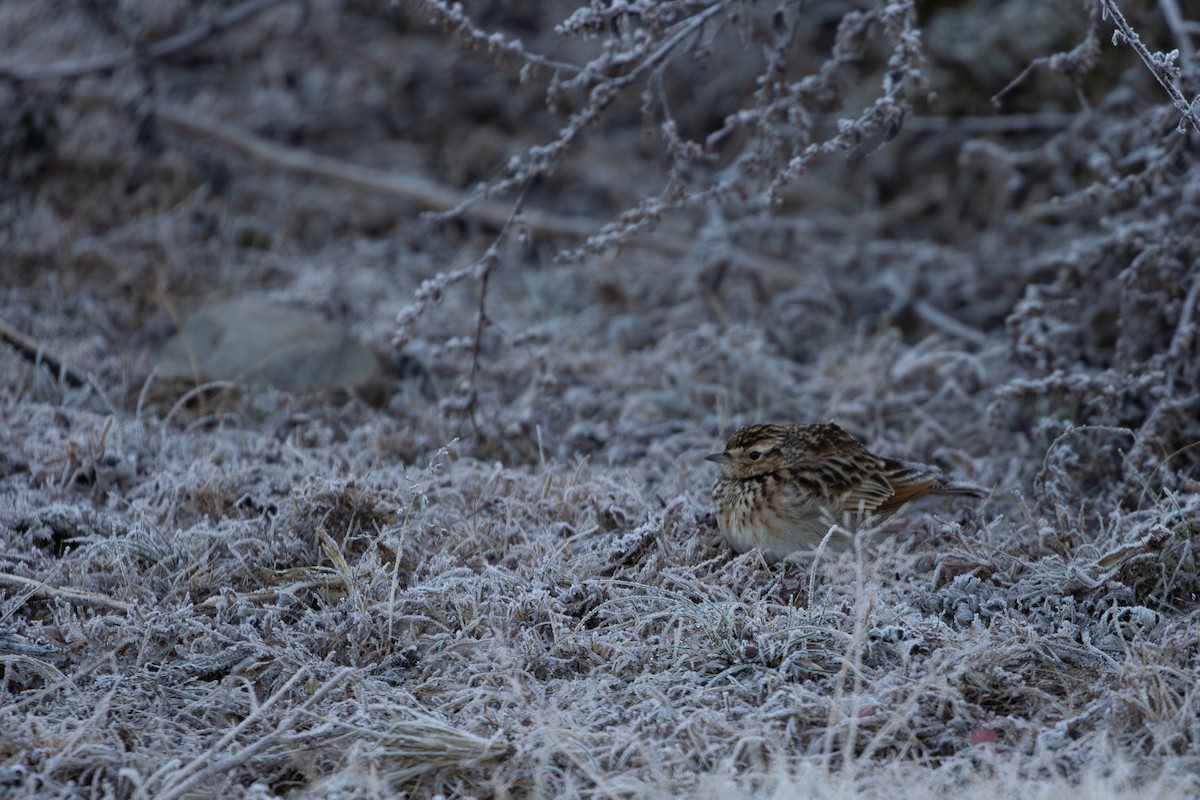 Oriental Skylark - ML647217522