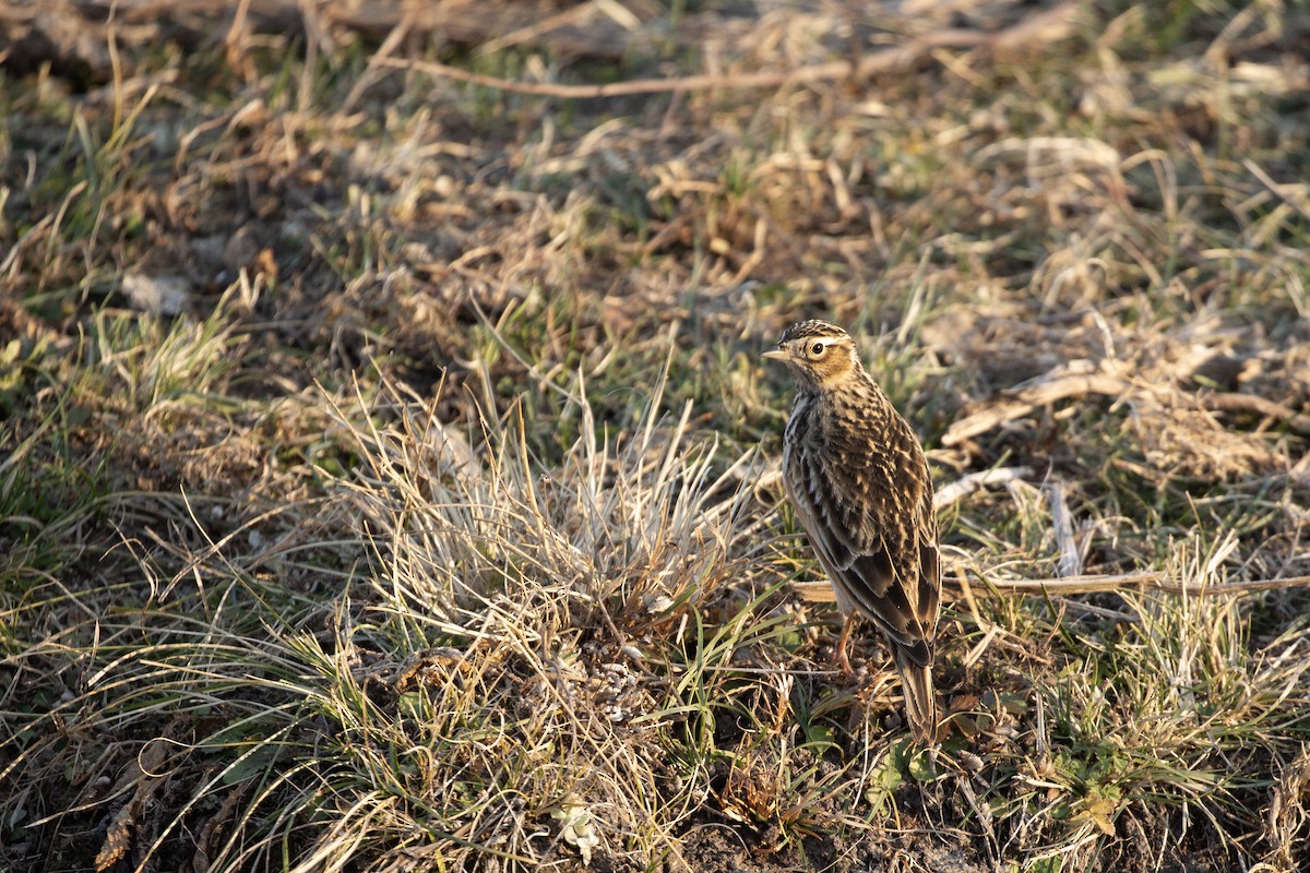 Oriental Skylark - ML647217523