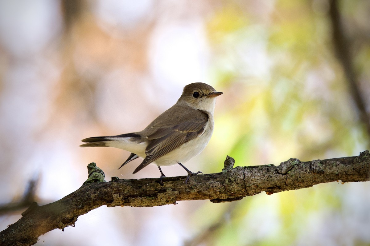 Малая мухоловка - ML647217524