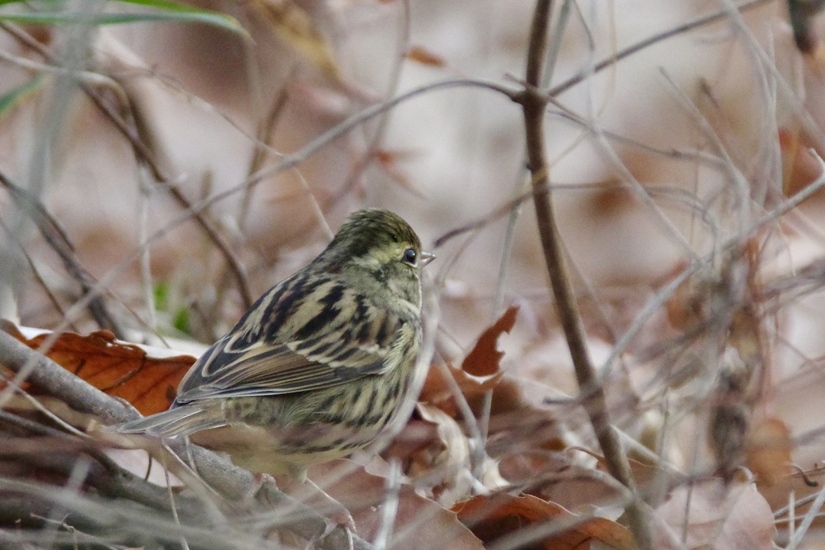 Masked Bunting - ML647217525