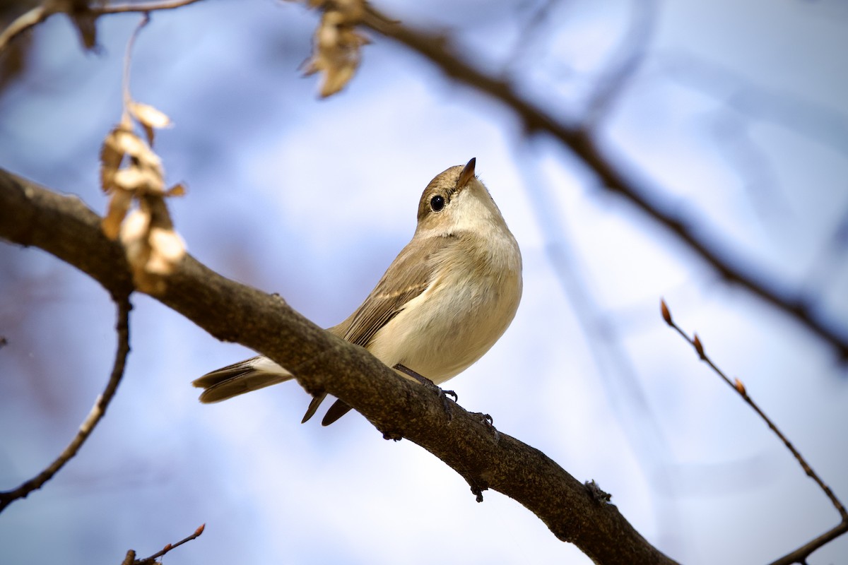 Малая мухоловка - ML647217526