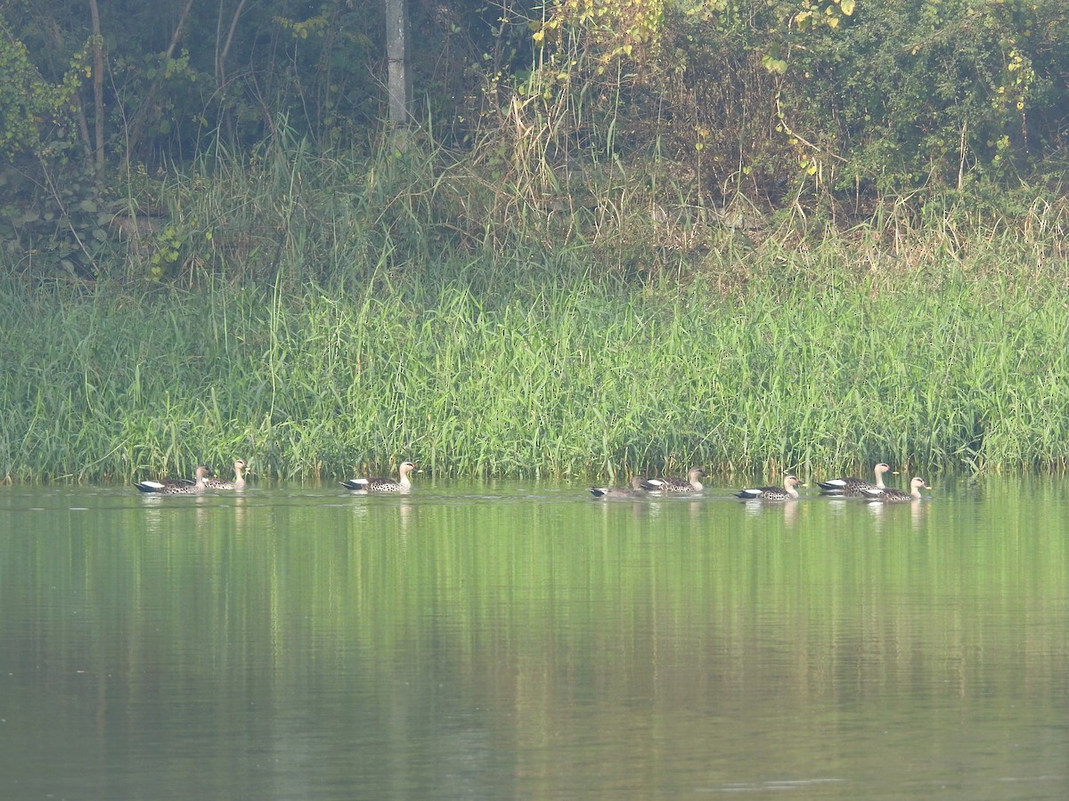 Indian Spot-billed Duck - ML647217527