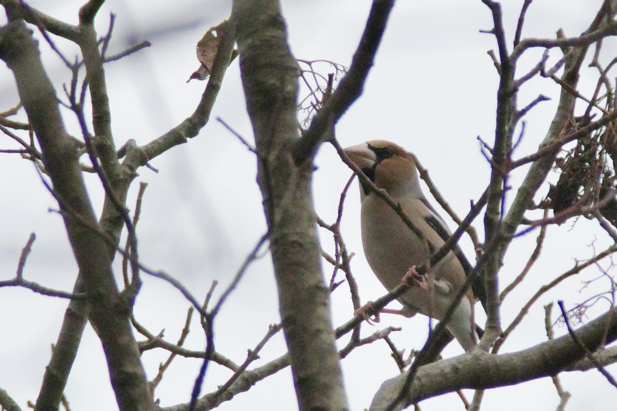 Hawfinch - ML647217528