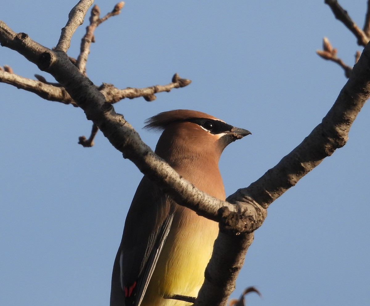 Cedar Waxwing - ML647217529