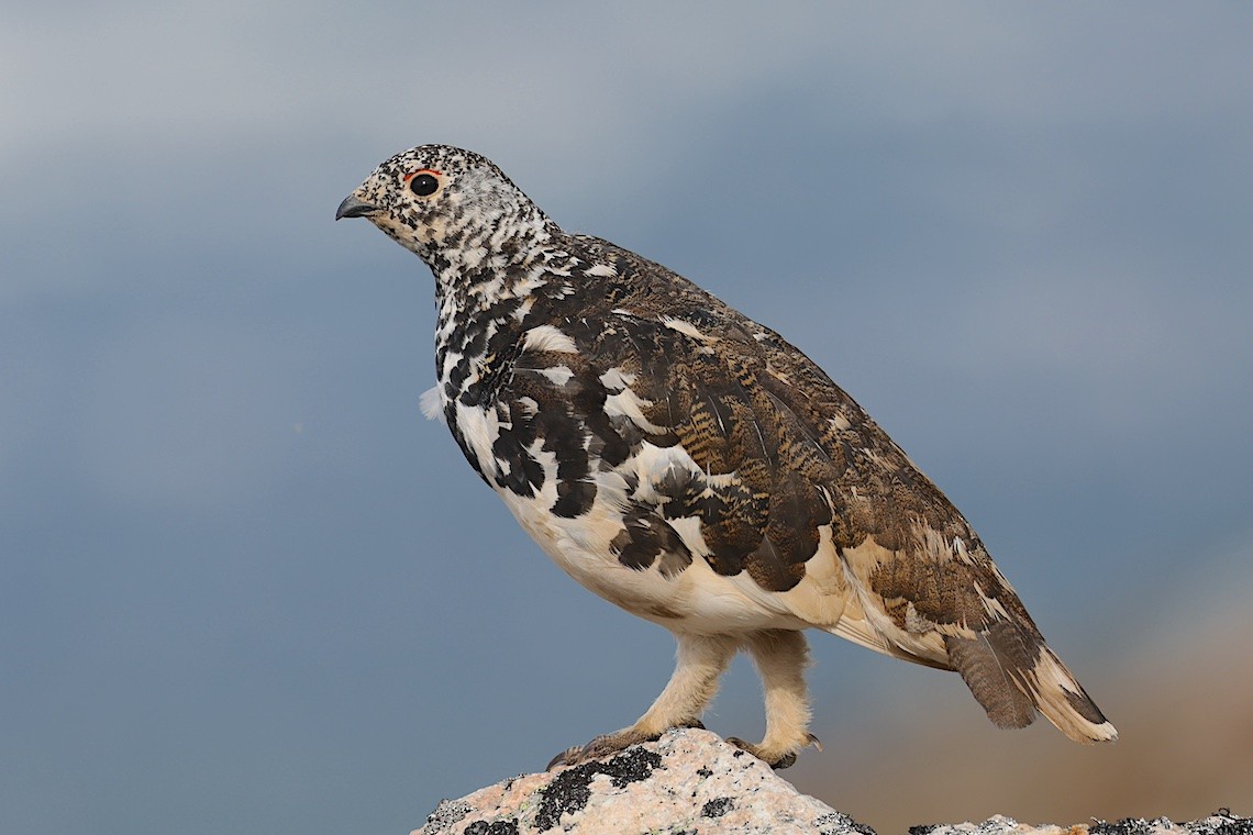 White-tailed Ptarmigan - ML647217530