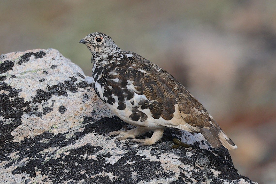 White-tailed Ptarmigan - ML647217531