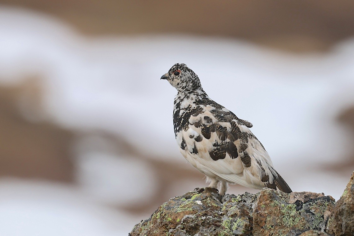 White-tailed Ptarmigan - ML647217532